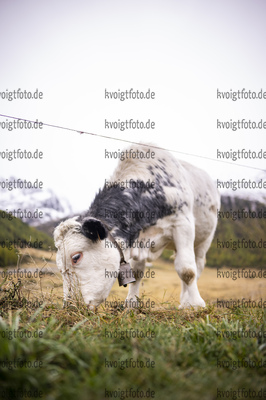 Livigno, Italien, 01.10.22: Feature Kuh / Kuehe waehrend des Training am 01. Oktober 2022 in Livigno. (Foto von Kevin Voigt / VOIGT)

Livigno, Italy, 01.10.22: Feature Cow / Cows during the training at the October 01, 2022 in Livigno. (Photo by Kevin Voigt / VOIGT)