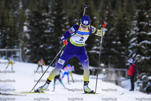 01.12.2019, xkvx, Biathlon IBU Cup Sjusjoen, Verfolgung Frauen, v.l. Olena Pidhrushna (Ukraine) in aktion / in action competes